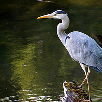 Buy canvas prints of Grey heron in the pond by Theo Spanellis