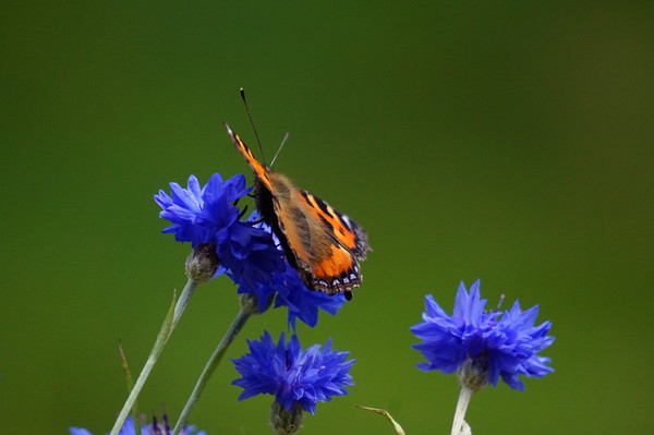 Orange butterfly on blue flowers Picture Board by Theo Spanellis