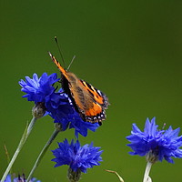 Buy canvas prints of Orange butterfly on blue flowers by Theo Spanellis