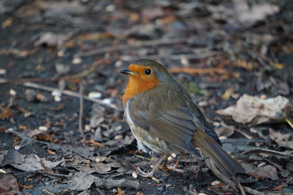 A robin on the ground Picture Board by Theo Spanellis