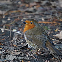 Buy canvas prints of A robin on the ground by Theo Spanellis