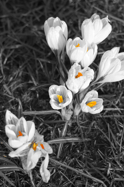 White crocuses Picture Board by Theo Spanellis
