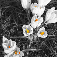 Buy canvas prints of White crocuses by Theo Spanellis