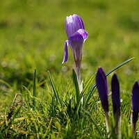 Buy canvas prints of Purple crocus backlit by Theo Spanellis