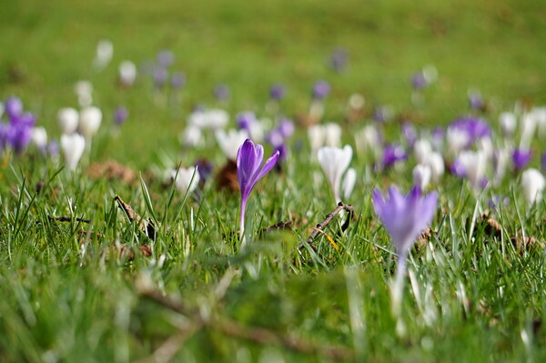 Crocuses flowers opening in the fields Picture Board by Theo Spanellis