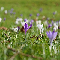 Buy canvas prints of Crocuses flowers opening in the fields by Theo Spanellis