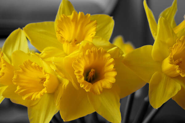 Yellow daffodil flowers Picture Board by Theo Spanellis