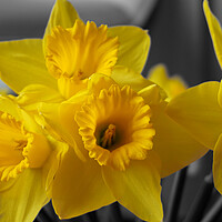 Buy canvas prints of Yellow daffodil flowers by Theo Spanellis
