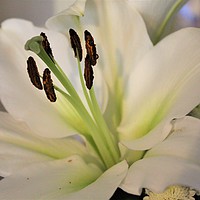 Buy canvas prints of A Bloomed White Lily by Sophi Fitzgerald