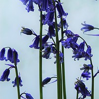 Buy canvas prints of Smoky Bluebells by Sophi Fitzgerald