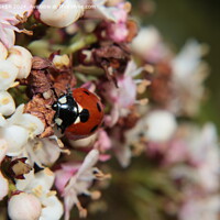 Buy canvas prints of Ladybird on Spring blossom by Sue HASKER