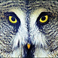 Buy canvas prints of GREAT GREY OWL by Sue HASKER