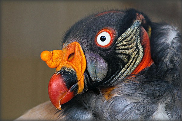 KING VULTURE Picture Board by Sue HASKER