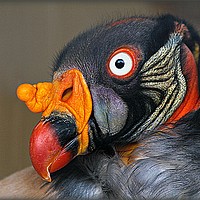 Buy canvas prints of KING VULTURE by Sue HASKER