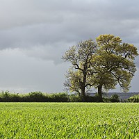 Buy canvas prints of TREES AND FIELD by Sue HASKER