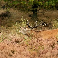 Buy canvas prints of STAG ROARING AT REDSTART by Sue HASKER