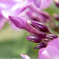 Buy canvas prints of Floral spearheads  by Andrew Worth