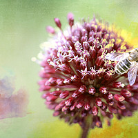Buy canvas prints of Bee on Clover by DHWebb Art