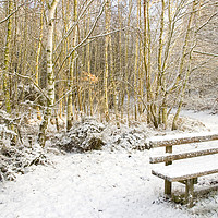 Buy canvas prints of Sunrise in Snowy Woods with Bench by DHWebb Art