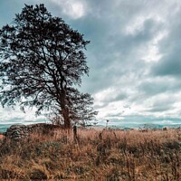Buy canvas prints of Rugged Lone Tree in Isolation by Craig McAllister