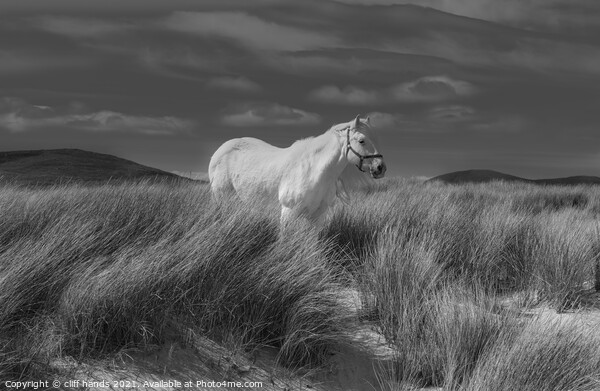 Luskentyre white horse. Picture Board by Scotland's Scenery