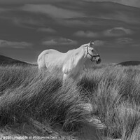Buy canvas prints of Luskentyre white horse. by Scotland's Scenery