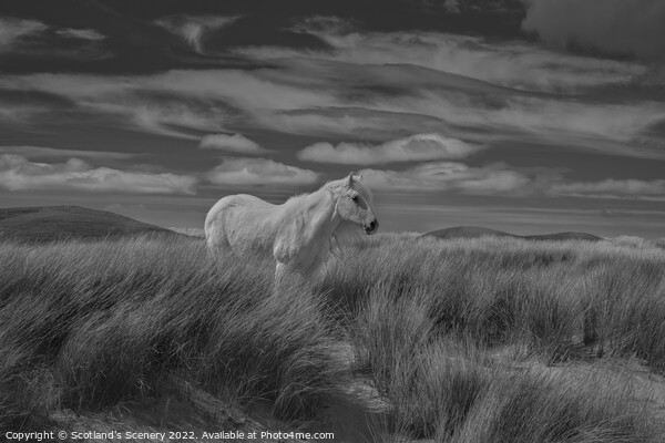 Luskentyre pony Picture Board by Scotland's Scenery