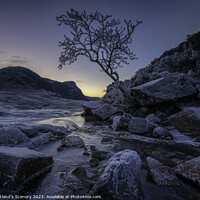 Buy canvas prints of The lone tree, Glencoe, Highlands, Scotland. by Scotland's Scenery