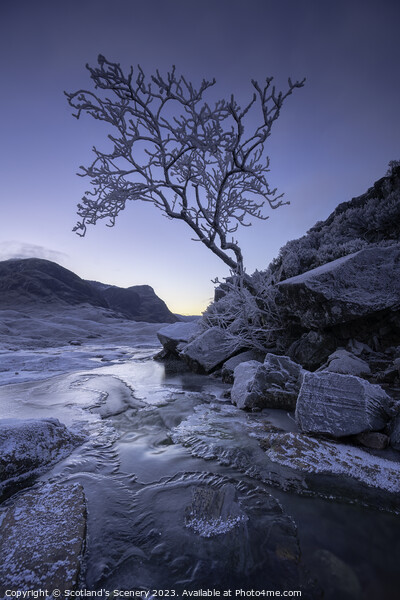 The lone tree, Glencoe, Highlands, Scotland. Picture Board by Scotland's Scenery