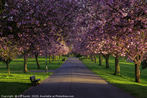 cherry tree Avenue Picture Board by Scotland's Scenery