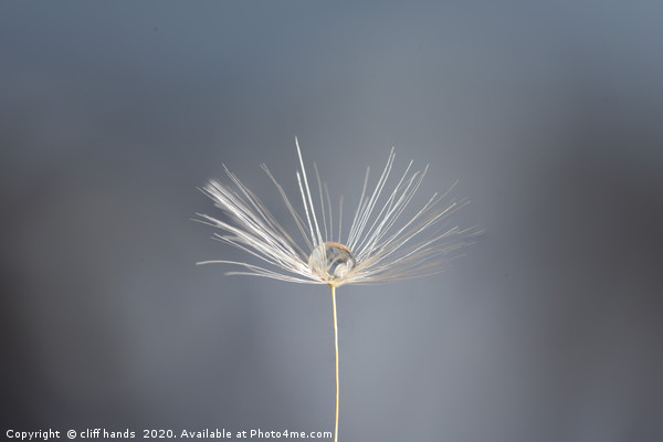 dandelion dew drop Picture Board by Scotland's Scenery