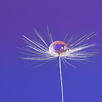 Buy canvas prints of dandelion seed with dew drop by Scotland's Scenery