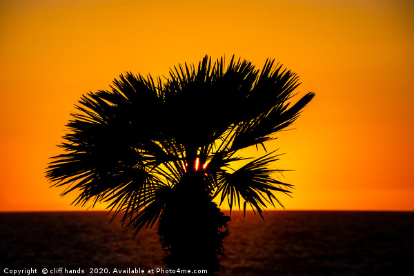 sunset palm Picture Board by Scotland's Scenery