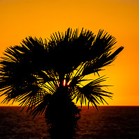 Buy canvas prints of sunset palm by Scotland's Scenery