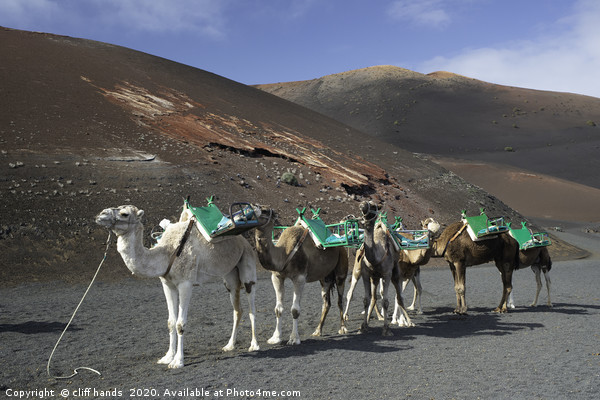 camels in lanzarote  Picture Board by Scotland's Scenery