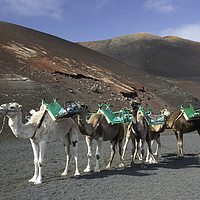 Buy canvas prints of camels in lanzarote  by Scotland's Scenery