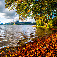 Buy canvas prints of Banks of Loch Lomond. by Scotland's Scenery