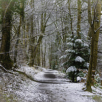 Buy canvas prints of Loch Tay path by Scotland's Scenery