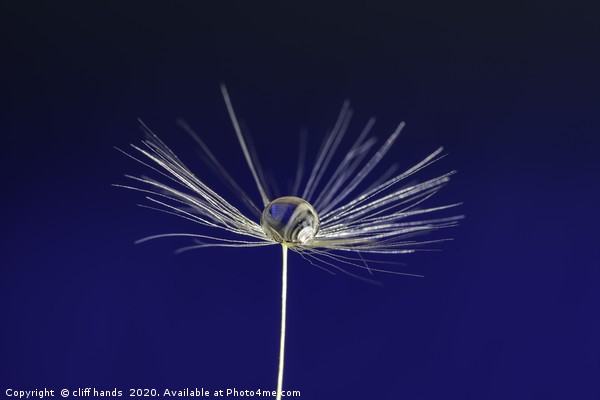 dandelion seed Picture Board by Scotland's Scenery