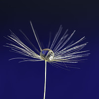 Buy canvas prints of dandelion seed by Scotland's Scenery