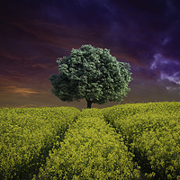 Buy canvas prints of Rapeseed Field with single Tree by Scotland's Scenery