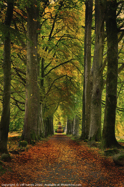 Avenue of Autumn in Scotland Picture Board by Scotland's Scenery