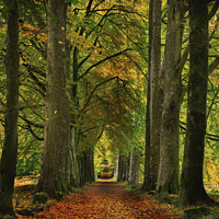 Buy canvas prints of Avenue of Autumn in Scotland by Scotland's Scenery