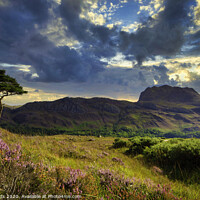 Buy canvas prints of lone tree at Loch Maree. by Scotland's Scenery