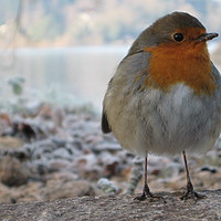 Buy canvas prints of FROSTY MORNING ROBIN by SIMON STAPLEY