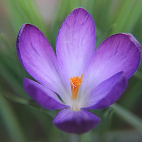 Buy canvas prints of CROCUS by SIMON STAPLEY