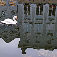 Buy canvas prints of SWAN ON BRUGGES CANAL by SIMON STAPLEY