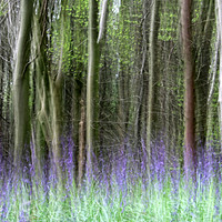 Buy canvas prints of WOODLAND BLUEBELLS IN SPRING by SIMON STAPLEY