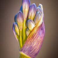 Buy canvas prints of Agapanthus by Dean Packer