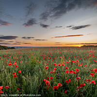 Buy canvas prints of Vibrant Poppies Dancing in a Wildflower Meadow at  by Dean Packer